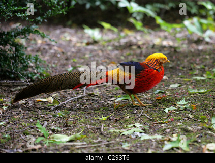 Goldene oder chinesische Fasan, Chrysolophus Pictus, Phasianidae, Hühnervögel. Stockfoto