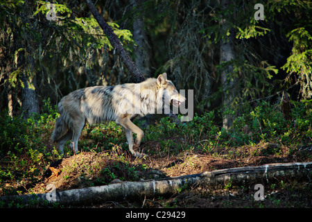 Wolf in Ostfinnland (Kuhmo Gebiet, nahe der russischen Grenze). Schuss aus einem Fell, völlig wildes Tier! Stockfoto