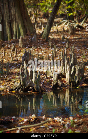 Cypress Knie in Battle Creek Cypress Swamp, Prinz Frederick, Maryland. Stockfoto