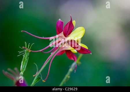 Eine rote und gelbe Akelei Blume Stockfoto