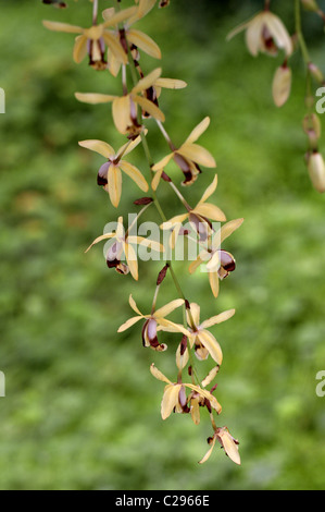 Halskette Orchidee, Coelogyne Tomentosa (SY Coelogyne Massangeana), Orchidaceae. Malaiische Halbinsel nach Assam. Stockfoto