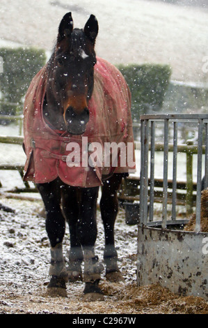 Ein Pferd in einem Feld eine Pferdedecke während der erste Schnee des Winters, in ganz Großbritannien heute Morgen fiel, zu tragen. Experten sind Stockfoto