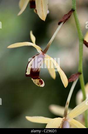 Halskette Orchidee, Coelogyne Tomentosa (SY Coelogyne Massangeana), Orchidaceae. Malaiische Halbinsel nach Assam. Stockfoto