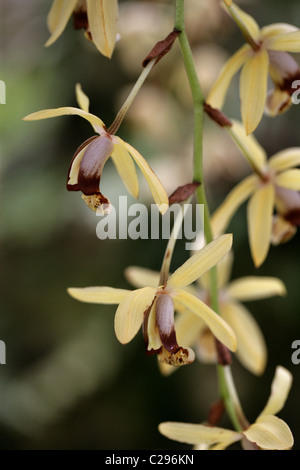 Halskette Orchidee, Coelogyne Tomentosa (SY Coelogyne Massangeana), Orchidaceae. Malaiische Halbinsel nach Assam. Stockfoto