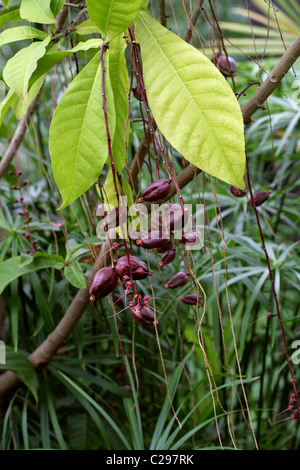 Powder-Puff Baum, Fisch-Killer, Barringtonia Racemosa, Lecythidaceae. Süd-Ost-Afrika nach Asien. Stockfoto