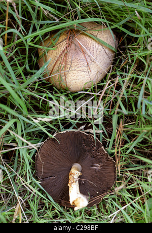Der Prinz, Agaricus Augustus, Agaricaceae. Zwei Bild Composite zeigen Ober- und Unterseite. Stockfoto