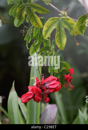 Rote Passionsblume, Passiflora Racemosa, Passifloraceae, Süd-Brasilien, Südamerika. Stockfoto