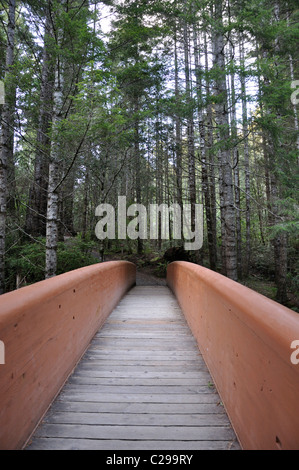Redwoods National Park, Kalifornien, USA - Lady Bird Johnson Grove Stockfoto