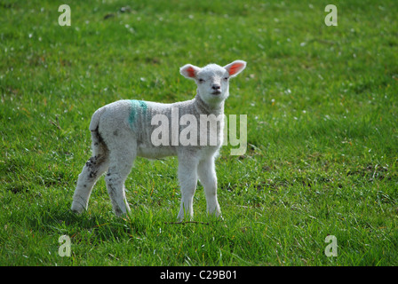 niedliche Lämmchen alleine in einem Feld Stockfoto