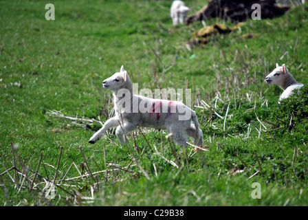 junge Frühlingslamm Sprung in ein Feld im Frühling Stockfoto