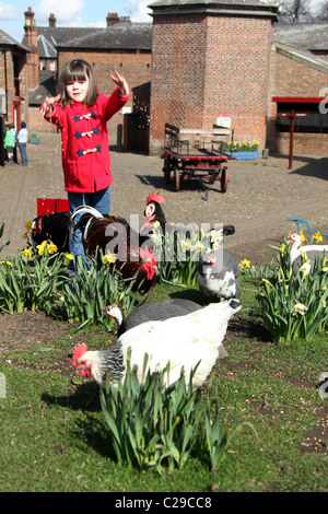 Nachlass von Tatton Park, England. Ein hübsches junges Mädchen in einem leuchtend roten Mantel füttern die Hühner an Tatton Park Home Farm. Stockfoto