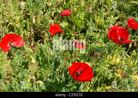 Roter Mohn (Papaver) am Royal-Projekt in Doi Ang Khang, Thailand Stockfoto