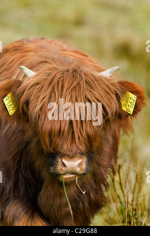 Eine junge Highland Kuh Weiden in einem Feld Stockfoto