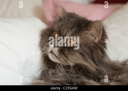 Persischer Kater im Bett. Stockfoto