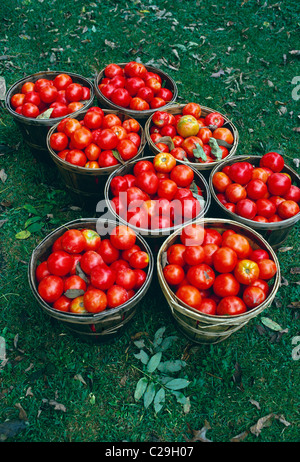 Nahaufnahme von frisch gepflückten Garten Tomaten Stockfoto