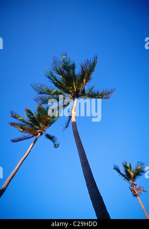 Palmen vor einem klaren blauen Himmel südlichen, Miami Beach, Miami, Florida, USA Stockfoto
