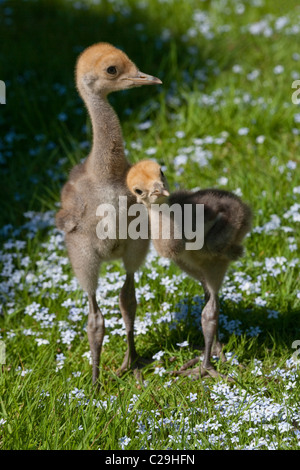 Demoiselle Kräne (Anthropoides Virgo). Vierzehn Tage alten Küken. Stockfoto