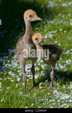 Demoiselle Kräne (Anthropoides Virgo). Vierzehn Tage alten Küken. Stockfoto