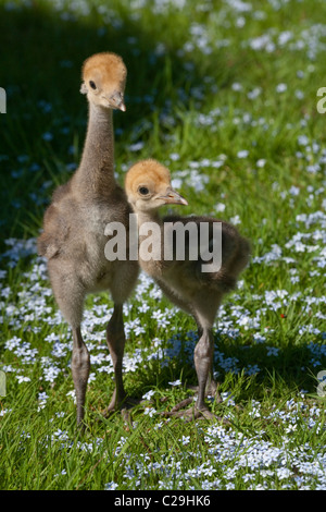 Demoiselle Kräne (Anthropoides Virgo). Vierzehn Tage alten Küken. Stockfoto