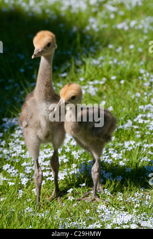 Demoiselle Kräne (Anthropoides Virgo). Vierzehn Tage alten Küken. Stockfoto