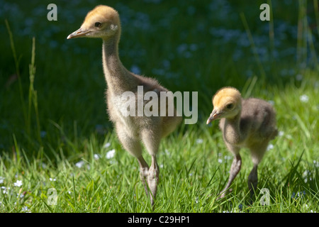 Demoiselle Kräne (Anthropoides Virgo). Vierzehn Tage alten Küken. Stockfoto