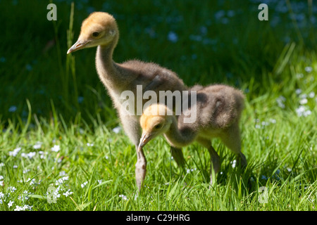 Demoiselle Kräne (Anthropoides Virgo). Vierzehn Tage alten Küken. Stockfoto