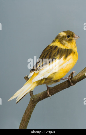 Kanarienvogel (Serinus Canaria). Domestizierten Vogel Käfig und Voliere. Rasse/Sorte; "Pfeife". Stockfoto