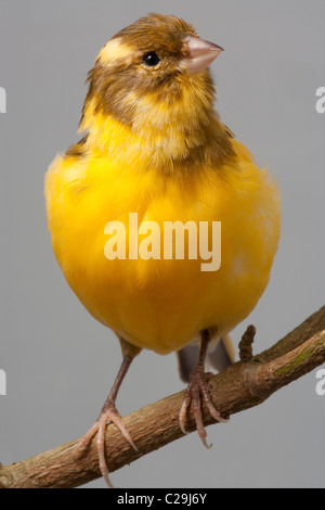 Kanarienvogel (Serinus Canaria). Domestizierten Vogel Käfig und Voliere. Rasse/Sorte; "Pfeife". Stockfoto