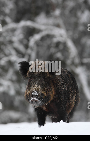 Porträt von Wildschwein (Sus Scrofa). Europa Stockfoto