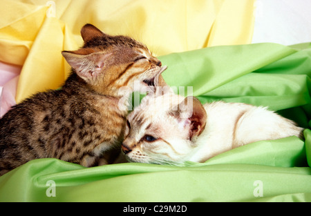 zwei Bengal Kätzchen putzen Stockfoto