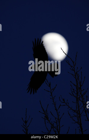 Silhouette des Fliegens mit Kapuze Krähe (Corvus Cornix) mit einem Mond Stockfoto