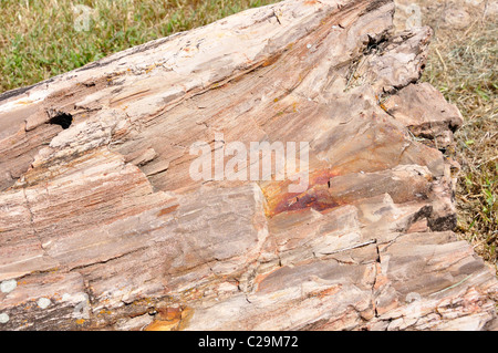 Versteinertes Holz Stockfoto