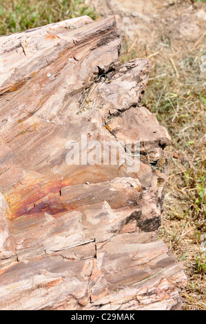 Versteinertes Holz Stockfoto