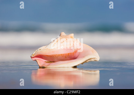 Königin-Muschel am Strand mit Wellen hinter. Stockfoto