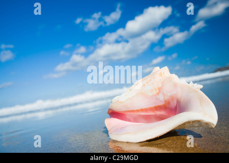 Königin-Muschel am Strand mit Wellen hinter. Stockfoto