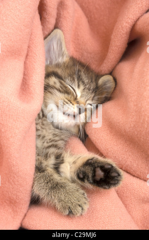 süße Tabby Kätzchen schläft in einem rosa Decke Stockfoto