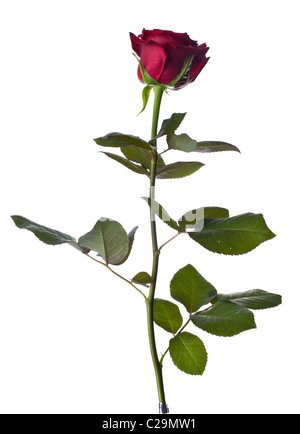 Eine einzelne Rose auf weißem Hintergrund Stockfoto