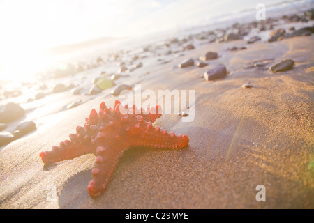 Orange Seastar am Strand. Stockfoto