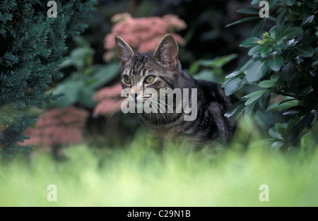 Tabby Katze stalking-Opfer Stockfoto