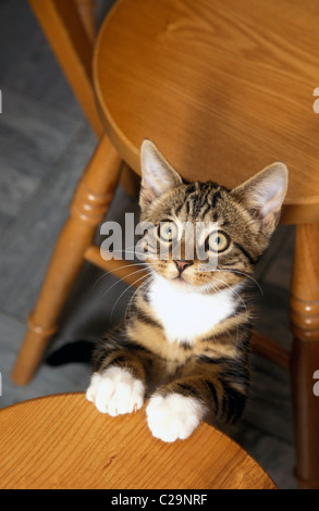 junge Tabby Katze sprang auf Hocker Stockfoto