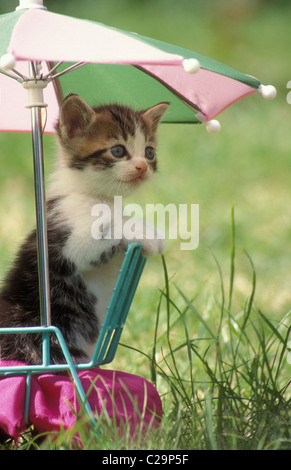 süße Kätzchen sitzen auf Miniatur Gartenstuhl unter brolly Stockfoto