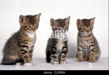 Porträt-Reihe von drei süßen Tabby Kätzchen auf weißem Hintergrund Stockfoto