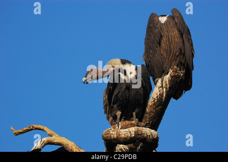 Indischer weißer-rumped Geier (abgeschottet Bengalensis) Stockfoto