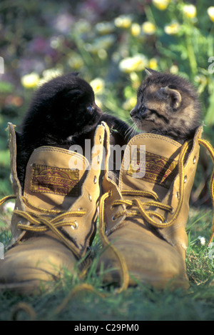 zwei niedliche Kätzchen sitzen im alten Stiefel Stockfoto