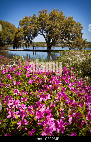 Azaleen und Live Oak Tree bei Middleton Place Plantation in Charleston, SC die älteste Gartenanlage in den USA Stockfoto