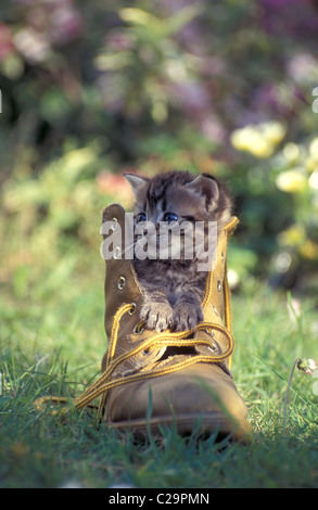 süße Tabby Kätzchen sitzen im alten boot Stockfoto