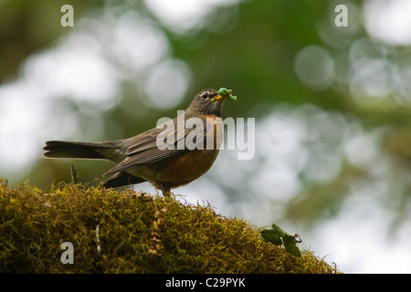 Red Robin mit dicken grünen Wurm. Stockfoto