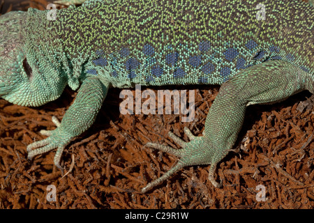 Europäische Augen oder Ocellated Eidechse Timon (Lacerta) Lepidus. Größte und schwerste Europäische Eidechse. Typische Mulde Markierungen zeigen. Stockfoto