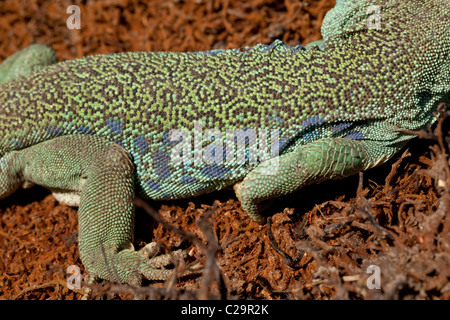 Europäische Augen oder Ocellated Eidechse Timon (Lacerta) Lepidus. Größte und schwerste Europäische Eidechse. Typische Mulde Markierungen zeigen. Stockfoto