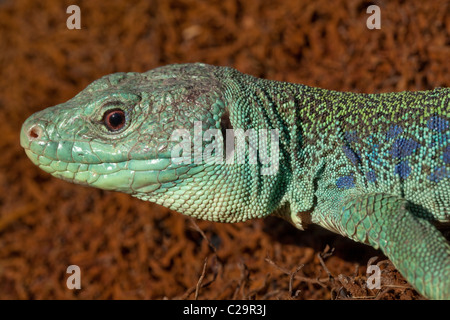 Europäische Augen oder Ocellated Eidechse Timon (Lacerta) Lepidus. Größte und schwerste Europäische Eidechse. Stockfoto